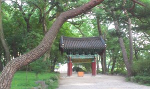 Korean tree