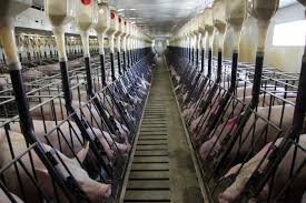 Factory Farming Pigs
