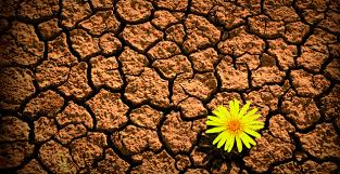 resilience-flower-in-desert